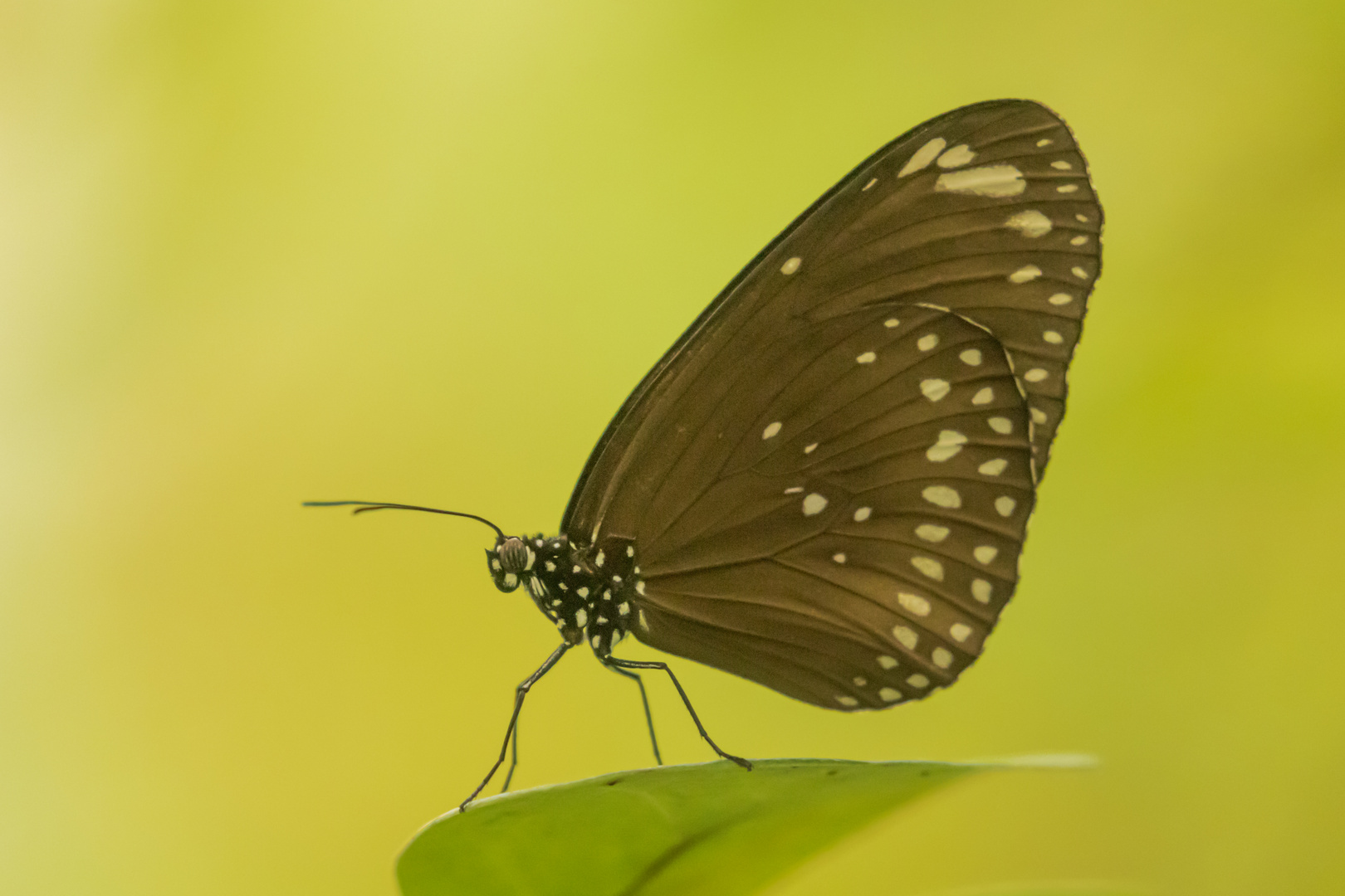 Schmetterling im Herbst 