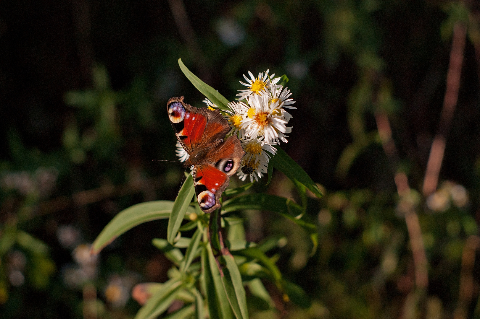 Schmetterling im Herbst