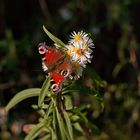 Schmetterling im Herbst