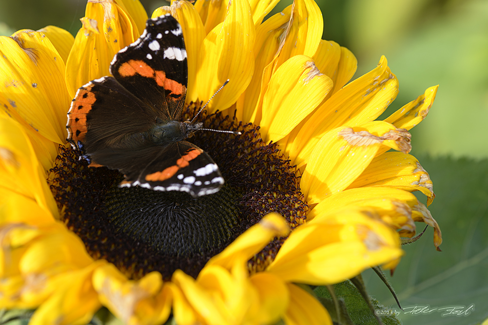 Schmetterling im Herbst