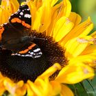 Schmetterling im Herbst