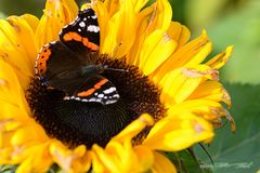 Schmetterling im Herbst