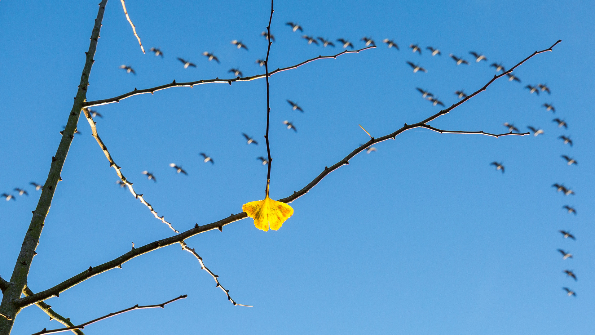 Schmetterling im Herbst?