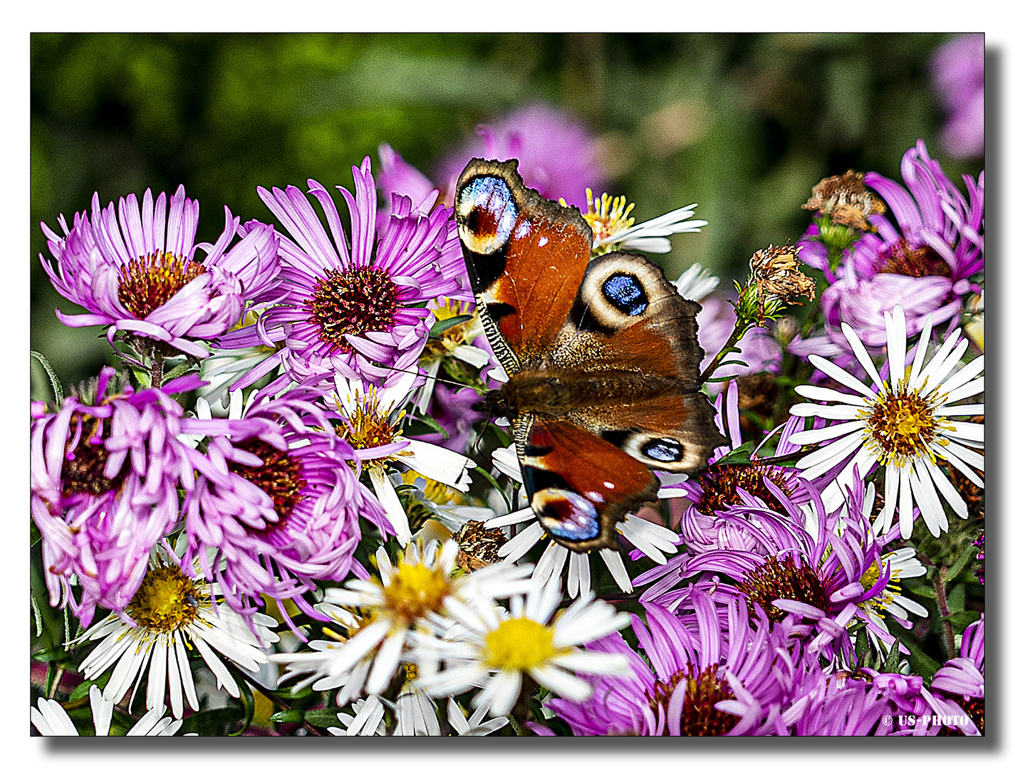 Schmetterling im Herbst