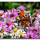 Schmetterling im Herbst