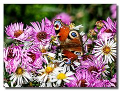 Schmetterling im Herbst