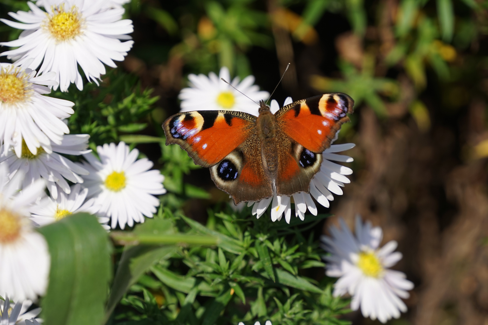 Schmetterling im Herbst