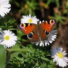 Schmetterling im Herbst