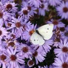 Schmetterling im Herbst