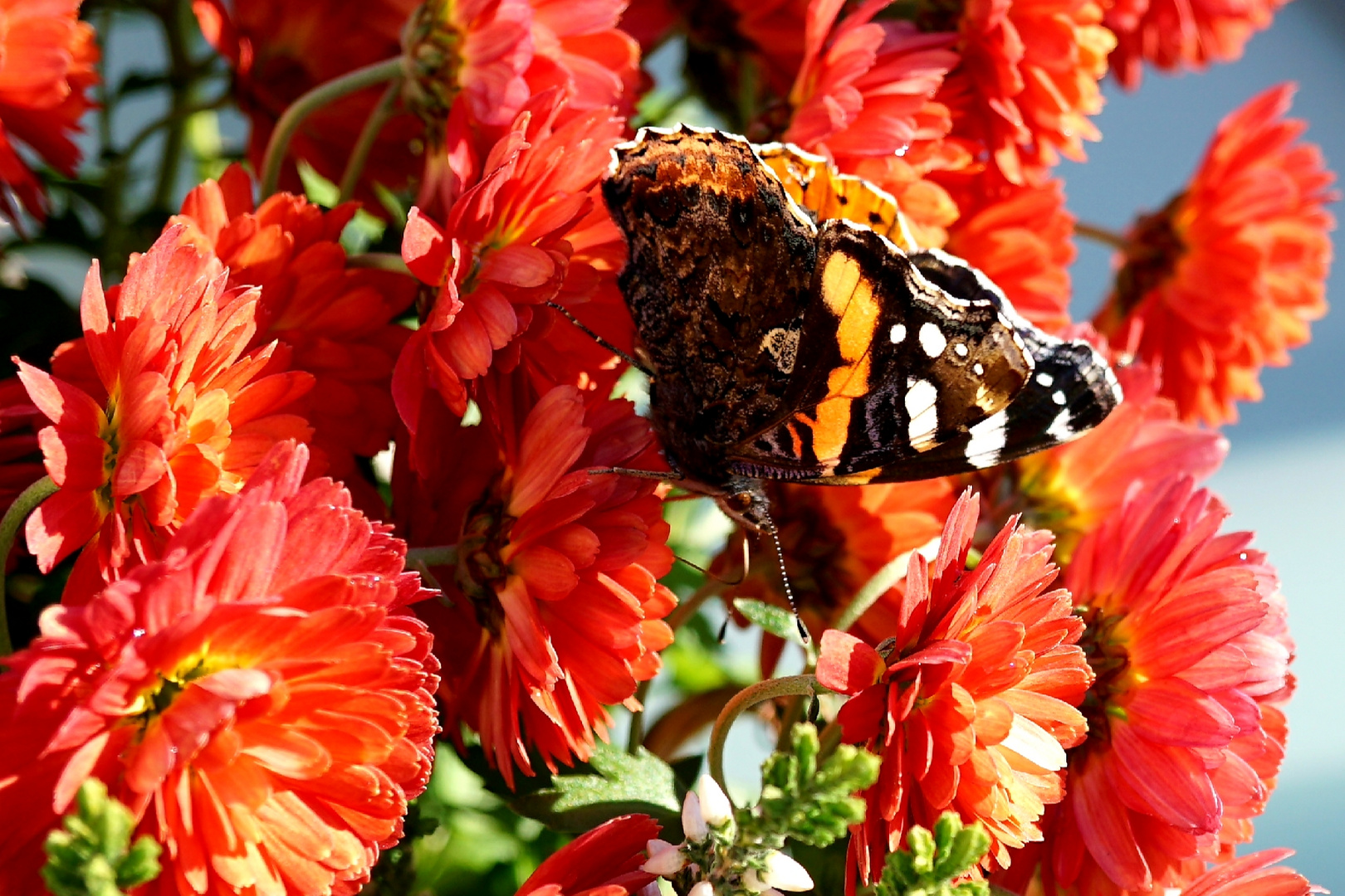 Schmetterling im Herbst