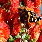 Schmetterling im Herbst