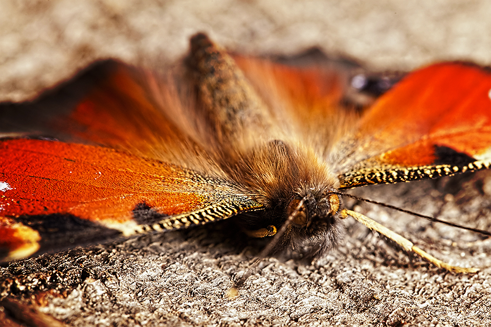 Schmetterling im Herbst