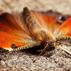 Schmetterling im Herbst