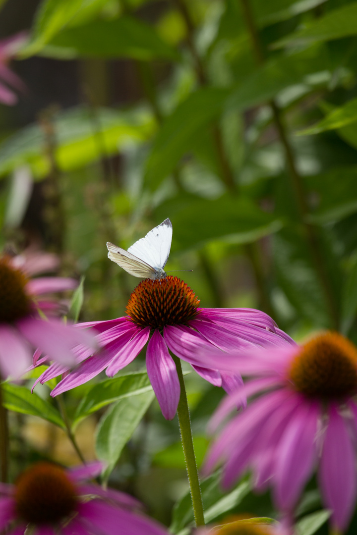 Schmetterling im Herbst