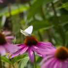 Schmetterling im Herbst