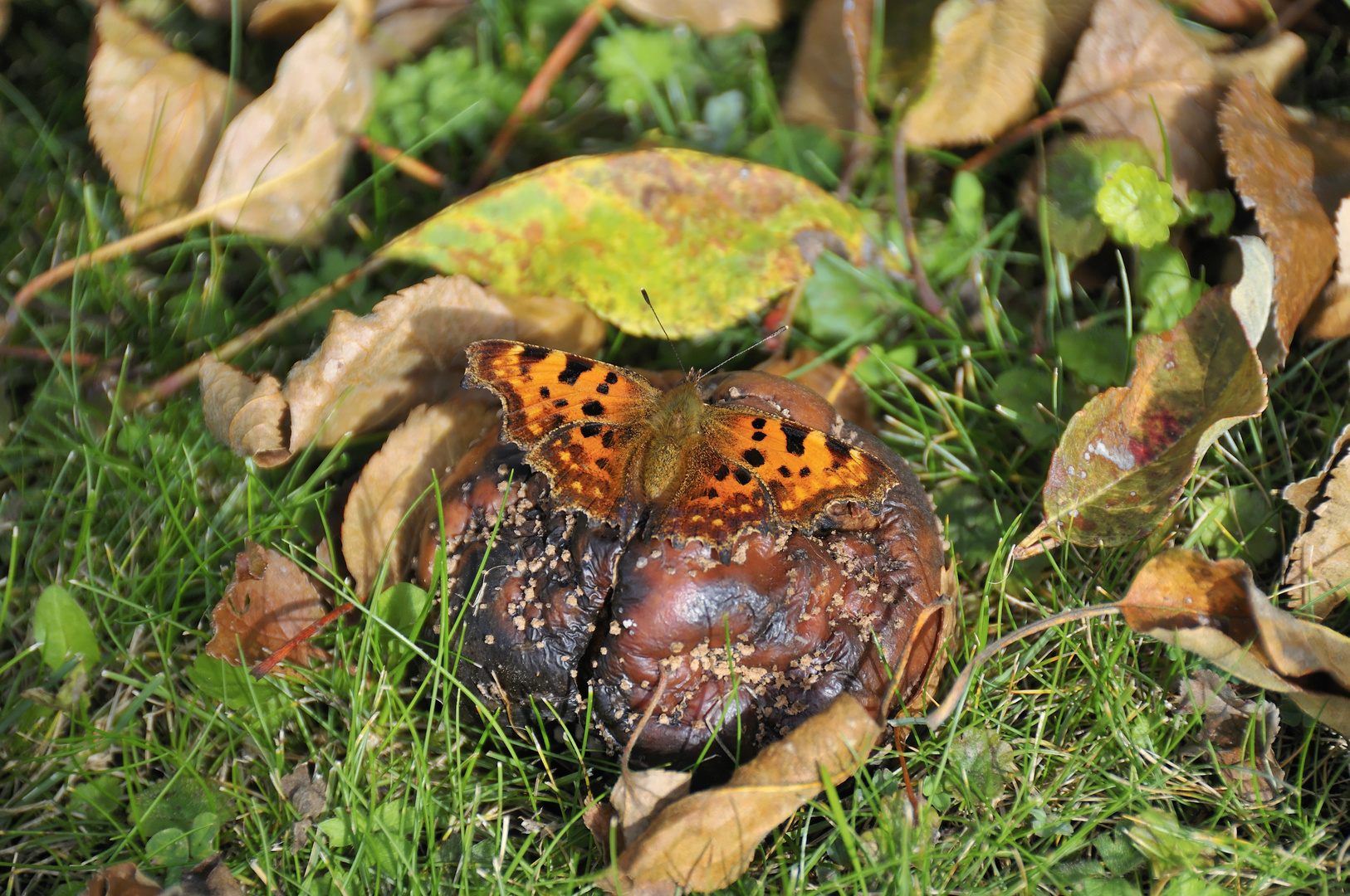 Schmetterling im Herbst