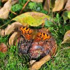 Schmetterling im Herbst