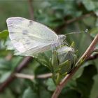 Schmetterling im Hibiscus