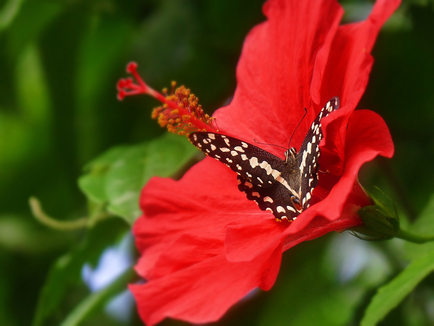 Schmetterling im Hibiskus! Foto & Bild tiere, zoo, wildpark