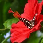 Schmetterling im Hibiskus!