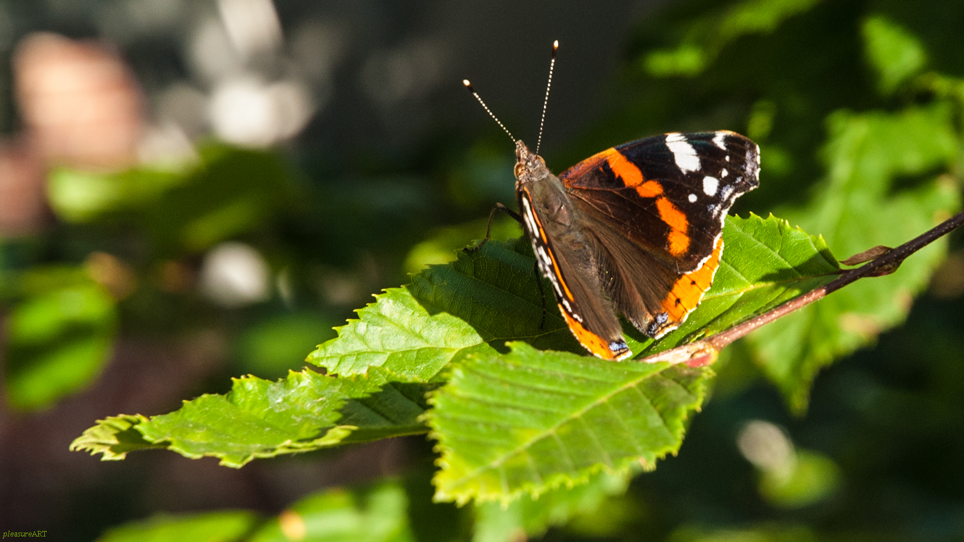 Schmetterling im Juli 2017