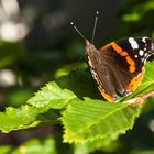 Schmetterling im Juli 2017