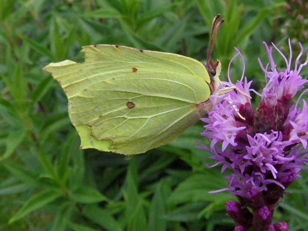 Schmetterling im Juli