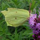 Schmetterling im Juli