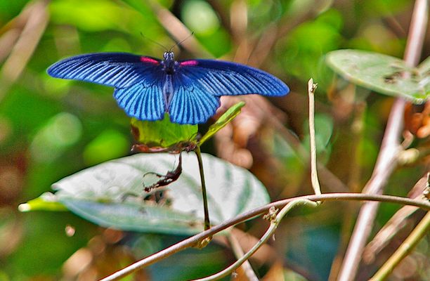 Schmetterling im kambodschanischen Urwald