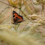 Schmetterling im Kornfeld