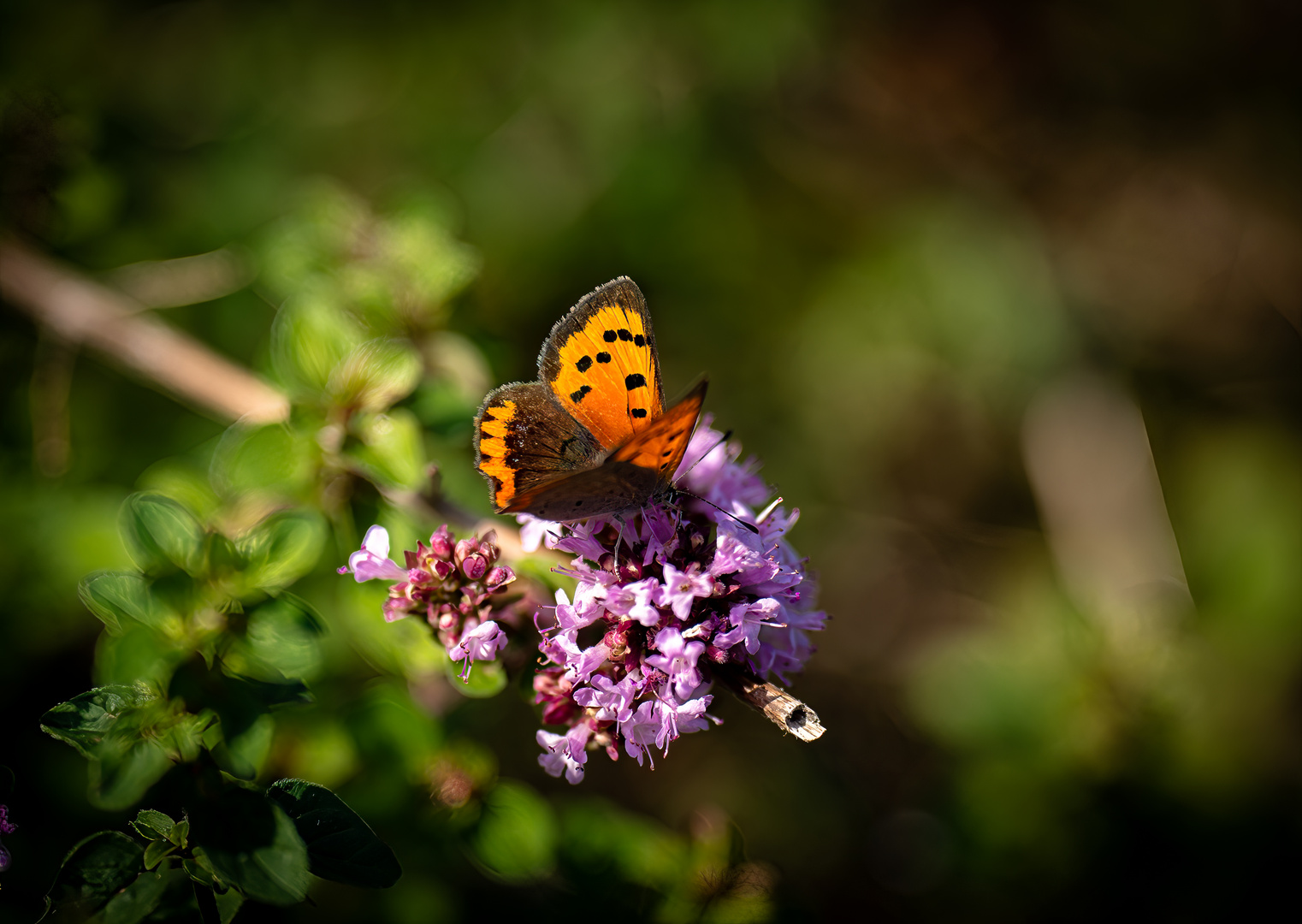 Schmetterling im Kräutergarten 