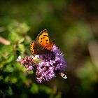 Schmetterling im Kräutergarten 