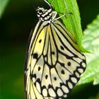 Schmetterling im Krefelder Zoo