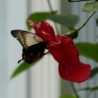 Schmetterling im Krefelder Zoo