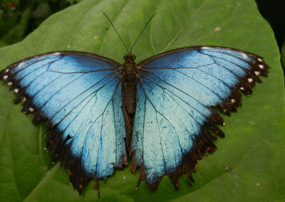 Schmetterling im Krefelder Zoo 1