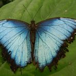 Schmetterling im Krefelder Zoo 1