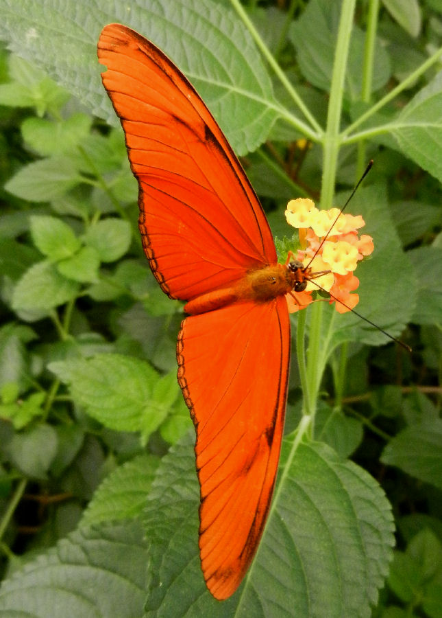 Schmetterling im Krefelder Zoo 2