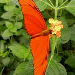 Schmetterling im Krefelder Zoo 2