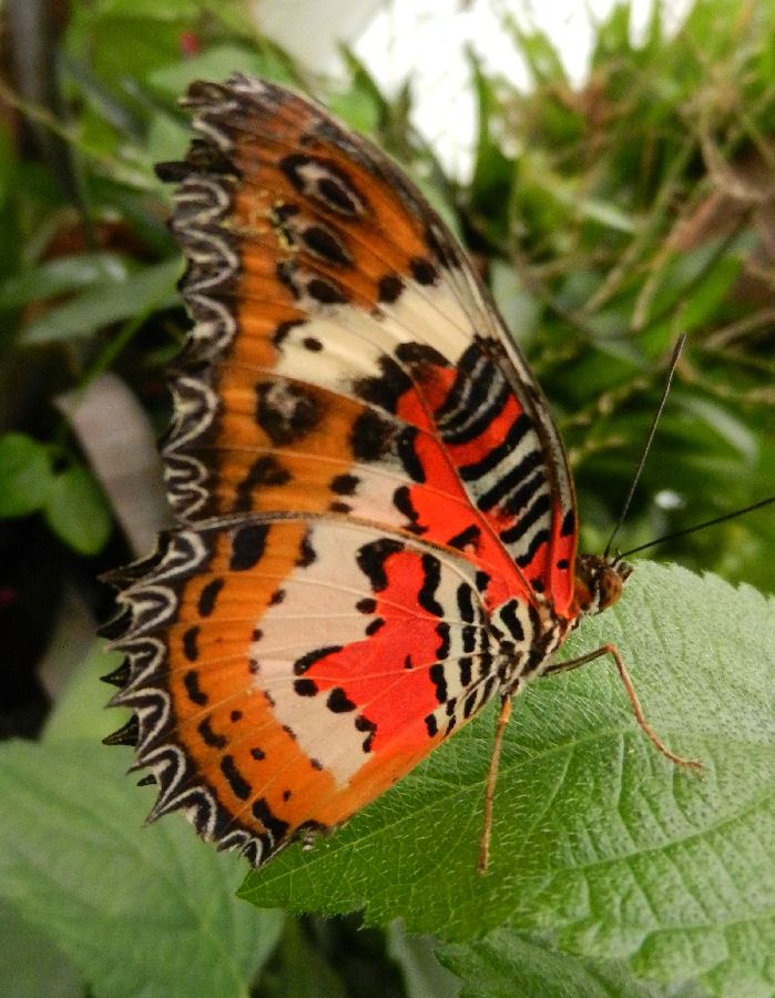 Schmetterling im Krefelder Zoo 3