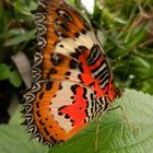 Schmetterling im Krefelder Zoo 3