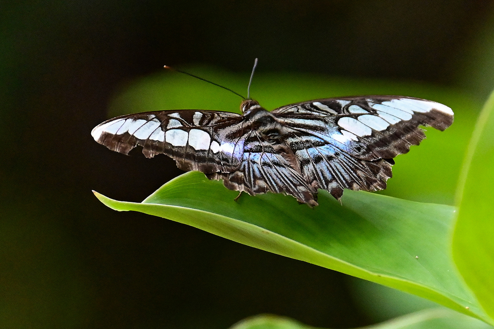 Schmetterling im Lam Ru Nationalpark