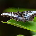 Schmetterling im Lam Ru Nationalpark