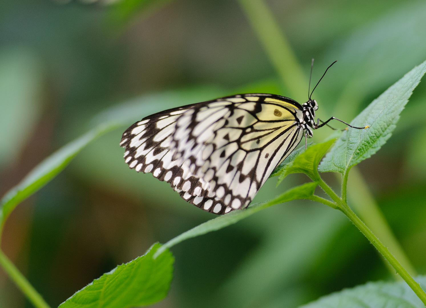 Schmetterling im Landeanflug