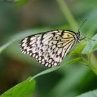 Schmetterling im Landeanflug