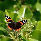 Schmetterling im Landschaftspark Duisburg