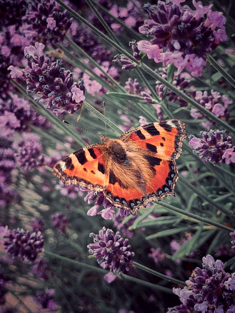 Schmetterling im Lavendel