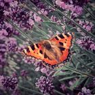 Schmetterling im Lavendel