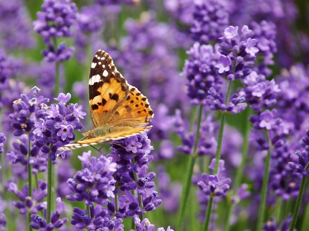 Schmetterling im Lavendel