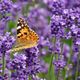 Schmetterling im Lavendel