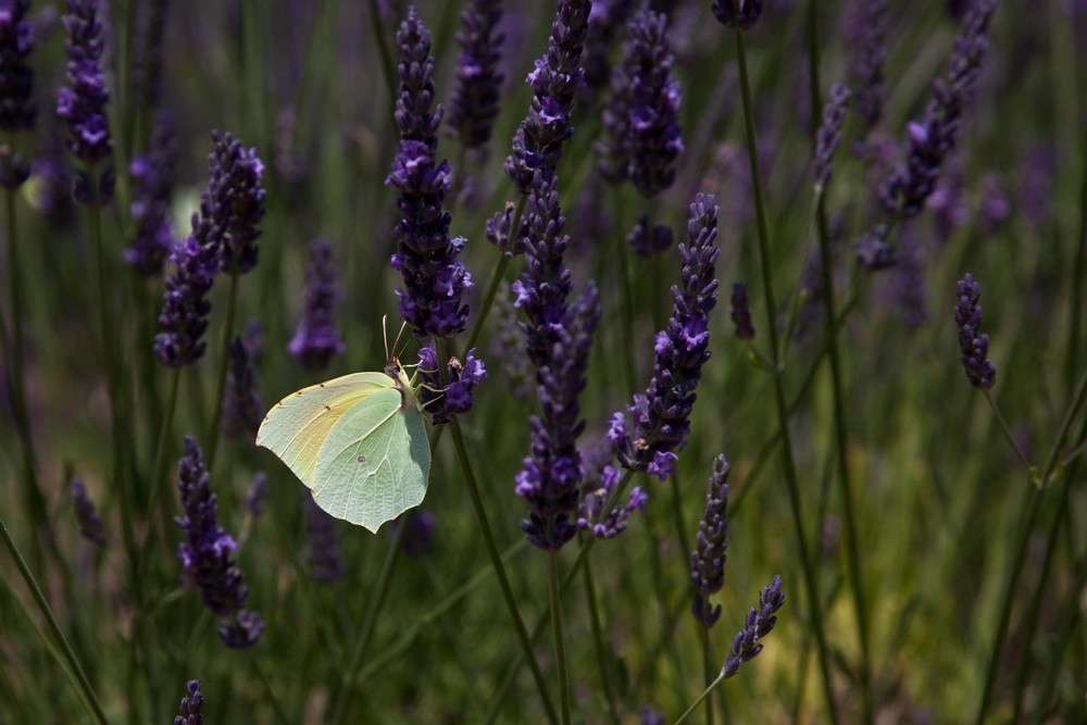 Schmetterling im Lavendel